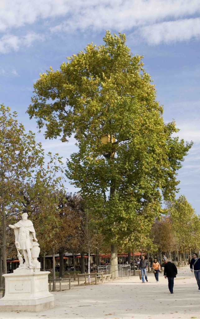 2008 Jardin Tuileries1