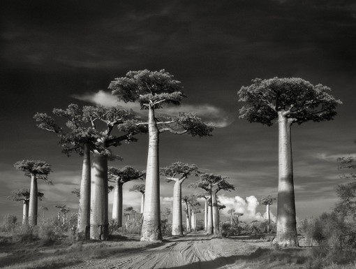 Beth Moon – Avenue of the Baobabs