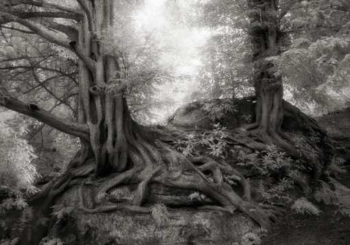 Beth Moon – The Yews of Wakehurst