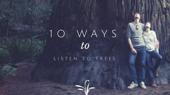 10 ways to listen to trees